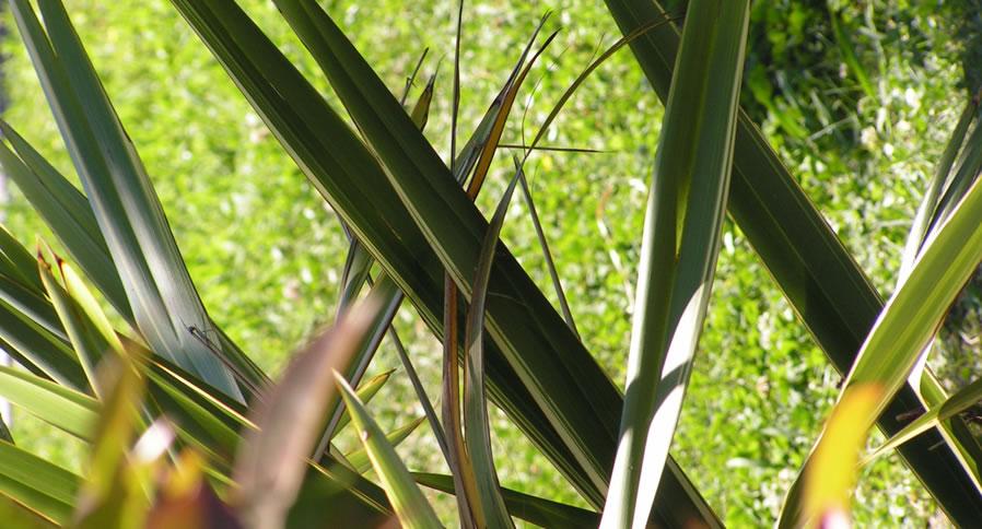 Création de jardin à Marseille en CESU